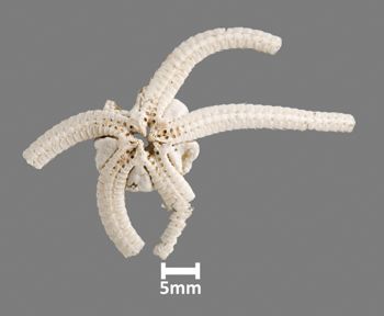 Media type: image;   Invertebrate Zoology OPH-385 Aspect: ventral